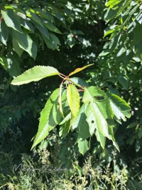 Zoete kers [Prunus avium]